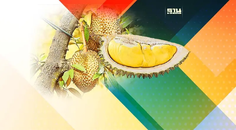 ทำไมถึงเรียก “ทุเรียนภูเขาไฟศรีสะเกษ2566” มาค้นหาคำตอบกัน