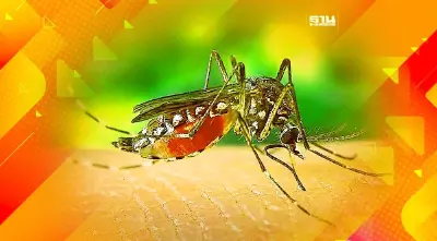 เตือน!ไข้เลือดออกระบาดมากเดือนก.ค.-ต.ค.เพราะอะไร เช็คที่นี่