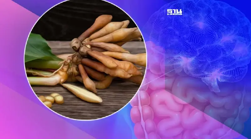 ข่าวดี พบสารจาก "กระชายขาว" มีฤทธิ์ฆ่าเซลล์มะเร็งลำไส้-มะเร็งสมอง