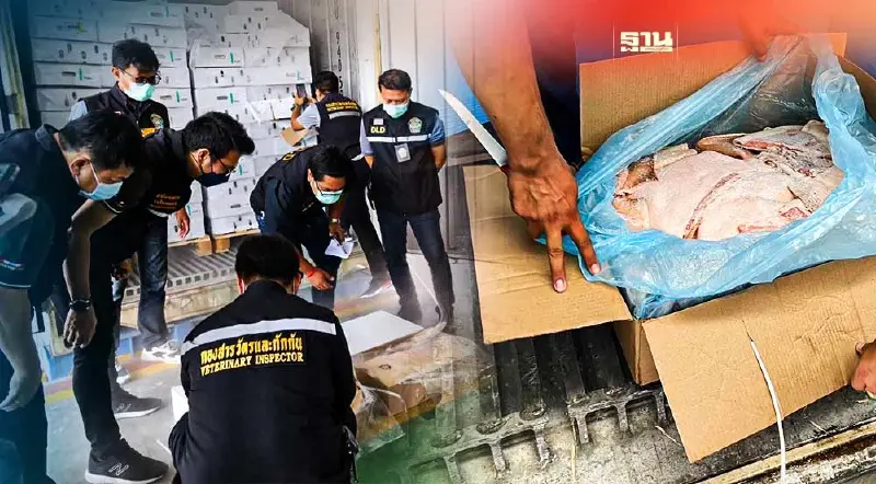 ศุลกากรอนุมัติทำลายหมูเถื่อน 4.3 ล้านกิโลกรัม