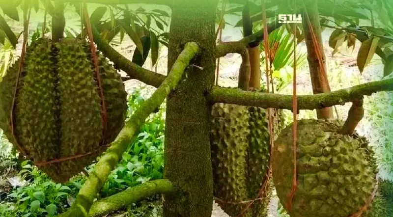 “จีน” ต้องการ’ทุเรียนไทย’ แม้ทุเรียนไหหลำวางตลาดปลายเดือนมิ.ย.66