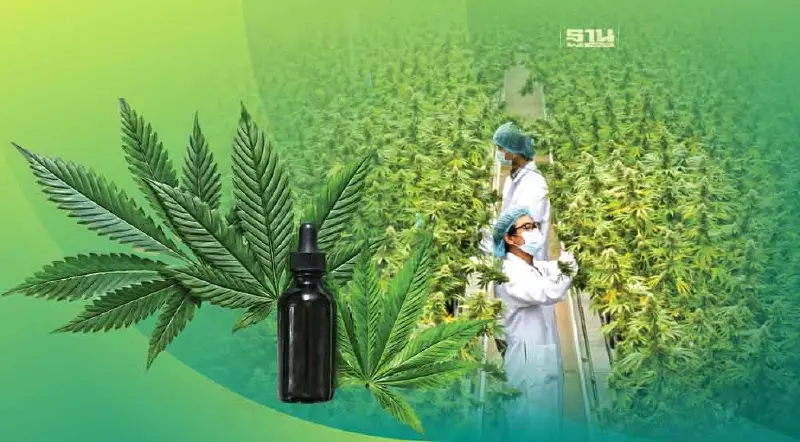 ธุรกิจกัญชา สะดุด ชง 3 แนวทาง ปลดล็อก คุมเข้มนำเข้า-จัดโซนนิ่ง