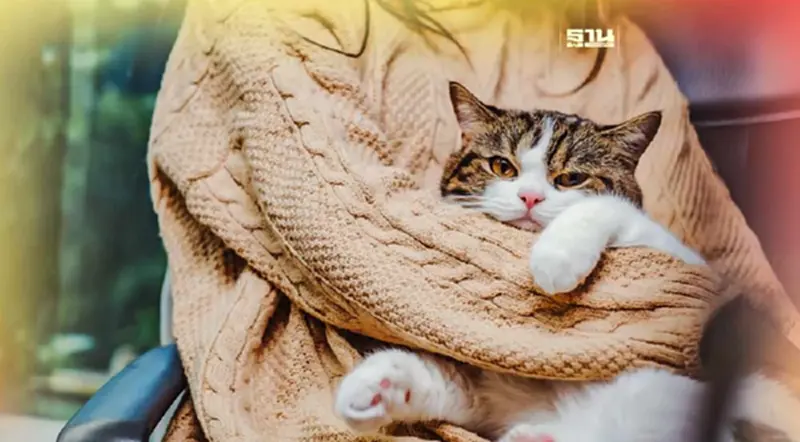 กอดฉันสิทาส ! 4 มิ.ย.วันกอดแมวสากล “Hug Your Cat Day” กอดฉันสิทาส ! 4 มิ.ย.วันกอดแมวสากล “Hug Your Cat Day”