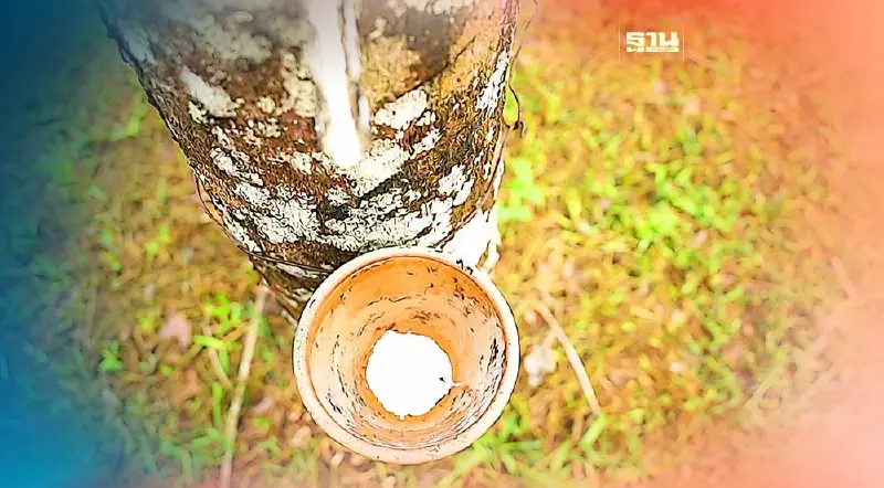 สหกรณ์การเกษตรทุ่งยาว จำกัด จังหวัดตรัง ซับน้ำตาชาวสวนยางฯ