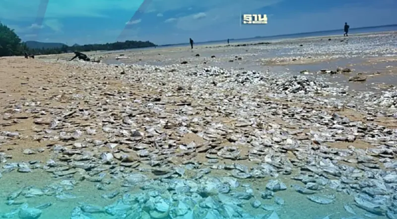 ทำไม"หาดทุ่งวัวแล่น" ปลาตายเกลื่อนหาด ดร.ธรณ์ มีคำตอบ ทำไม"หาดทุ่งวัวแล่น" ปลาตายเกลื่อนหาด ดร.ธรณ์ มีคำตอบ