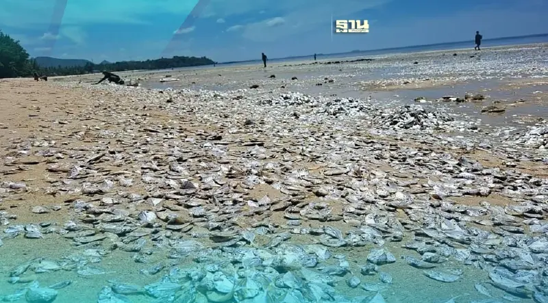 ทำไม"หาดทุ่งวัวแล่น" ปลาตายเกลื่อนหาด ดร.ธรณ์ มีคำตอบ
