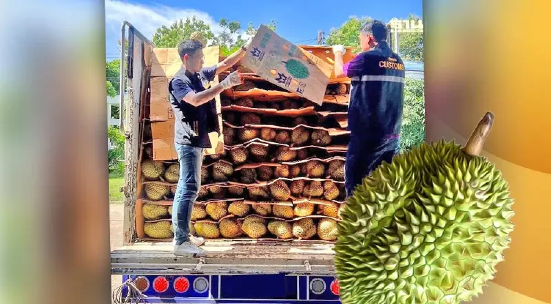 กรมศุลกากร ยึดทุเรียนลักลอบนำเข้า มูลค่ากว่า 1 ล้านบาท
