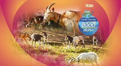 "ฝูงแพะชิลี" วิถีธรรมชาติ ความสำเร็จร่วมป้องกันไฟป่า