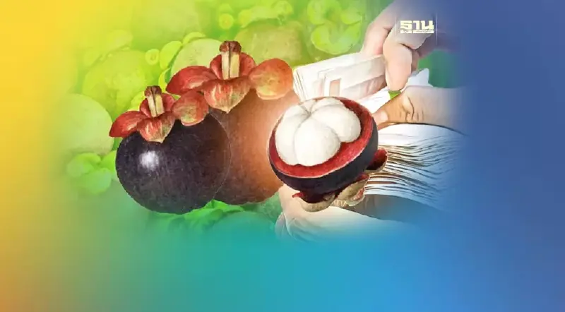 “มังคุดใต้"ราคาดีจนผู้ซื้อปักหลักรอซื้อ "พาณิชย์"ตั้งวอร์รูมเกาะติดราคา