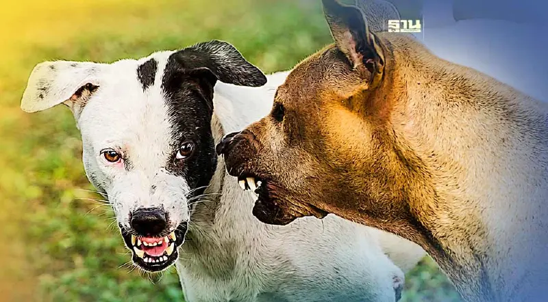 เช็คอาการโรคพิษสุนัขบ้าเป็นอย่างไร หลังพบเสียชีวิตแล้ว 3 ราย