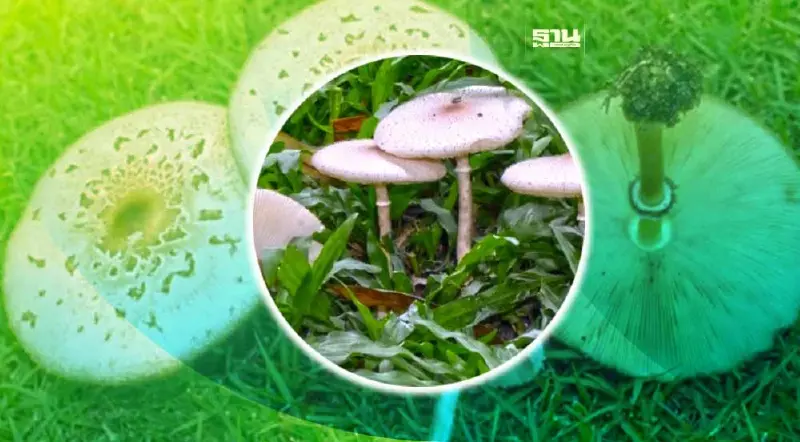 สวทช. เตือนเห็ดพิษอันตราย ภัยร้ายฤดูฝน