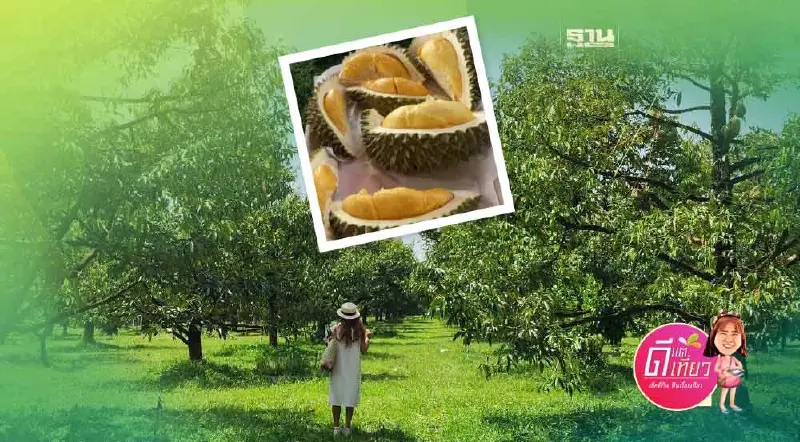 ตะลุยกิน "ทุเรียน" จันทบุรี ระยอง โค้งท้ายราชาผลไม้ภาคตะวันออก