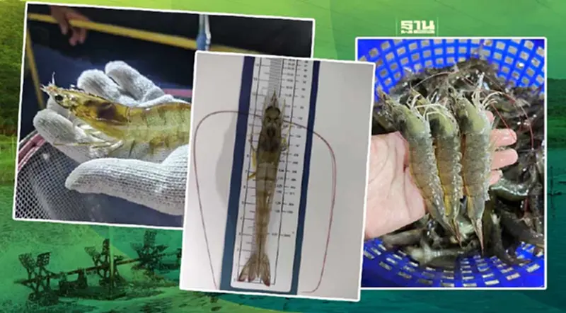 “กุ้งขาวสิชล1” ผลงานวิจัยสร้างรายได้ สร้างความมั่นคงทางอาหาร “กุ้งขาวสิชล1” ผลงานวิจัยสร้างรายได้ สร้างความมั่นคงทางอาหาร