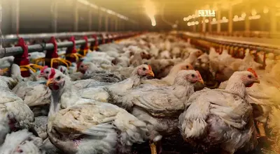 สัตวแพทย์ยัน “ไก่ไทย” ไม่ใช้ฮอร์โมนเร่งโตได้มาตรฐานระดับสากล