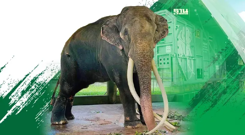 สถาบันคชบาลฯ ประกาศงดเยี่ยม “พลายศักดิ์สุรินทร์” 30 วัน ให้พักฟื้น-ปรับตัว