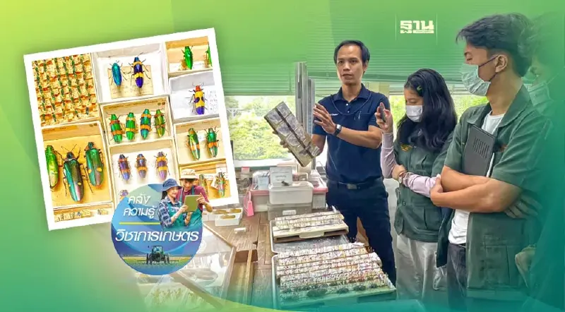 “พิพิธภัณฑ์แมลง” หัวใจงานวิจัยด้านกีฏวิทยา เพิ่มขีดแข่งขันสินค้าเกษตรไทย