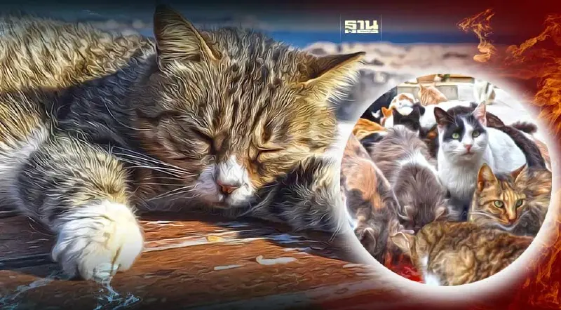 รู้จักไวรัสโรค FIP ต้นเหตุแมวตายเกลื่อนเกาะไซปรัสกว่า 3 แสนตัว