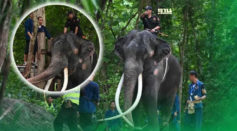 ประมวลภาพ “พลายศักดิ์สุรินทร์” ฟื้นฟูสุขภาพในศูนย์อนุรักษ์ช้างไทย