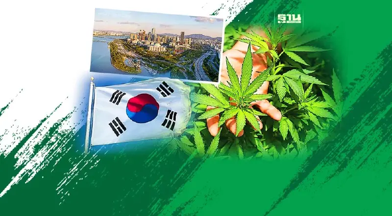 ไม่อยากถูกเนรเทศ เตือนคนไทย! ห้ามนำกัญชา กัญชง เข้าเกาหลีใต้