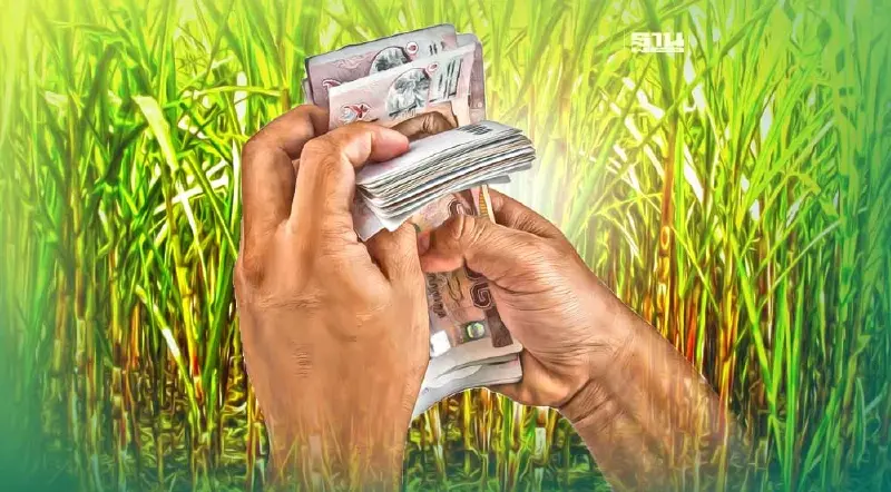 เช็คด่วน “เงินช่วยเหลือชาวไร่อ้อย” (3 ส.ค.) จ่ายวันไหน