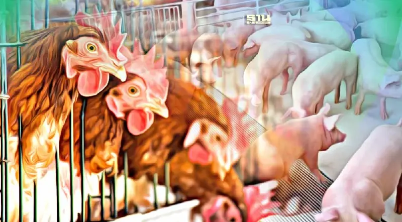 “พาณิชย์”ช่วยลดต้นทุนผู้เลี้ยงหมู ไก่ไข่ ไก่เนื้อ ชดเชยสูงสุด 1 หมื่นบาท