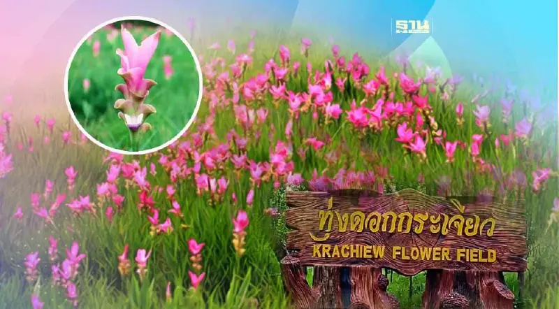 ปักหมุดเที่ยว “ทุ่งดอกกระเจียว” ชัยภูมิ 2566 เริ่มออกดอกบานรับหน้าฝน