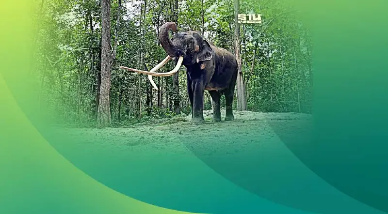 ในหลวง ทรงพระกรุณาโปรดเกล้าฯรับ “พลายศักดิ์สุรินทร์” ไว้ในพระบรมราชานุเคราะห์