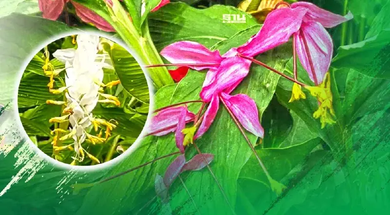 รู้จัก “ดอกเข้าพรรษา” ดอกไม้มงคล ประจำเทศกาลเข้าพรรษา ที่มาและความหมาย