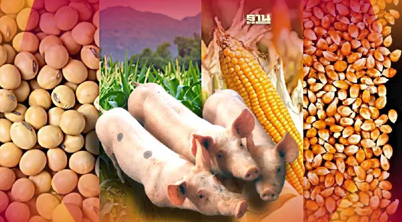 ราคาวัตถุดิบอาหารสัตว์ส่อพุ่งยาวถึงปีหน้า  สวนทางราคาหมูดิ่ง