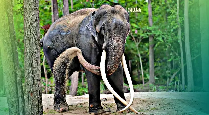 อัพเดทสุขภาพล่าสุด“พลายศักดิ์สุรินทร์” ฝีที่สะโพกทั้ง 2 ข้างมีหนองลดลง