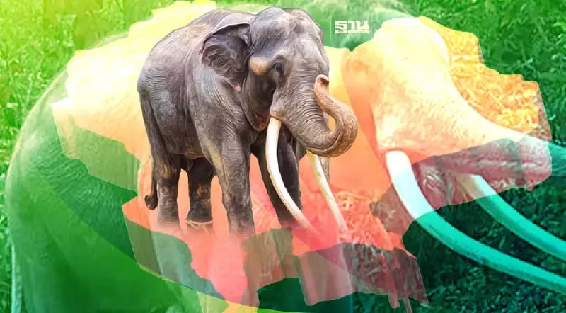 อีกด้านของจุดเริ่มต้น “พลายศักดิ์สุรินทร์” กลับสู่มาตุภูมิ