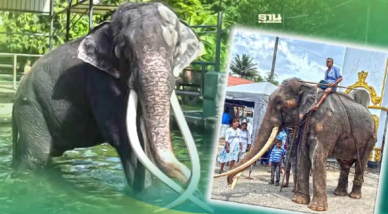 พลายศักดิ์สุรินทร์ : การทูตสิงสาราสัตว์ ที่ข้ามน้ำข้ามทะเลเชื่อมสัมพันธ์