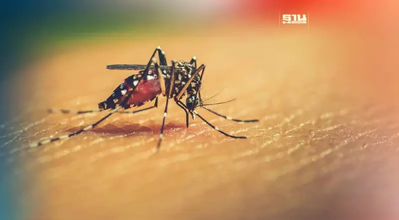 "ไข้เลือดออก" ภัยเงียบจากยุงลาย เช็กอาการเสี่ยงระยะแรกสังเกตเห็นได้ 