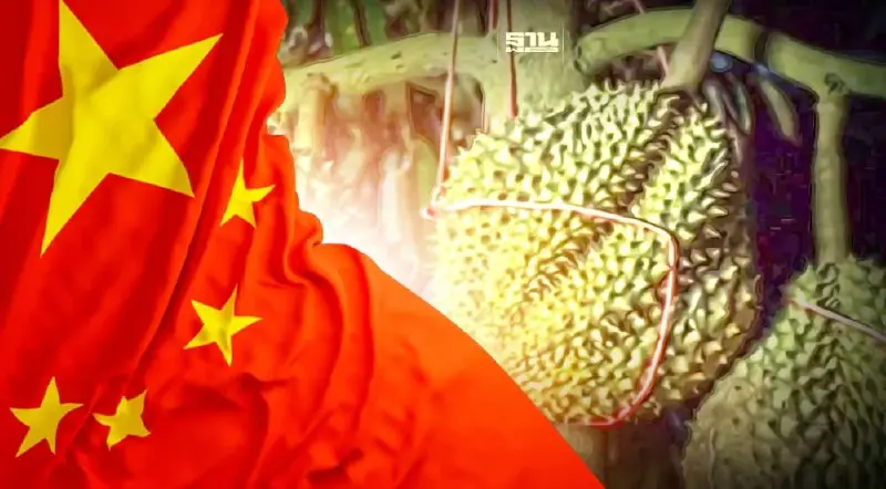 "ทุเรียนจีน"ล็อตแรกเริ่มเก็บเกี่ยวผลผลิต ออกสู่ตลาดแล้ว