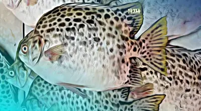 กรมวิทย์ฯยันอาหารทะเลไทยปลอดภัยไร้สารปรอทปนเปื้อน