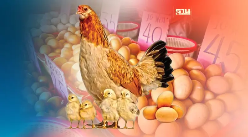 “ไข่ไก่”เฮ ไต้หวันนำเข้ายาวถึงปี67 เอ้กบอร์ดเอาจริงฟันฟาร์มนอกลู่