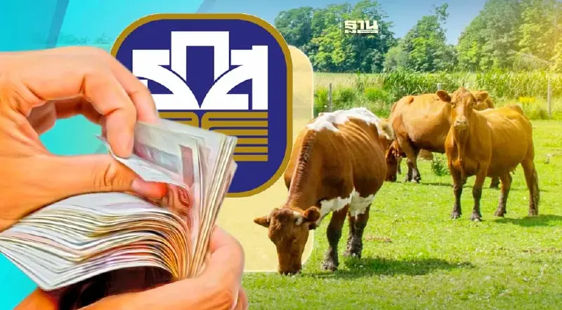 ธ.ก.ส. ปล่อยสินเชื่อโคล้านครอบครัว กู้ 1 ล้าน ดอกเบี้ย 0%  เช็กเงื่อนไข