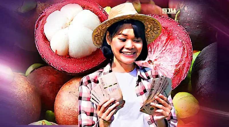 ชาวสวนยิ้ม ราคามังคุดดี ผู้ประกอบการแห่ช่วยซื้อ