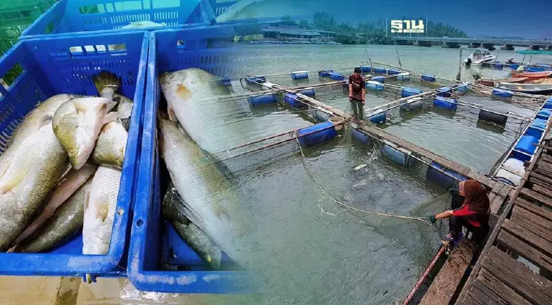 แม็คโครจับมือพาณิชย์-ประมงสงขลา รับซื้อปลากะพง 3 หมื่นกิโลฯ แก้ราคาตก