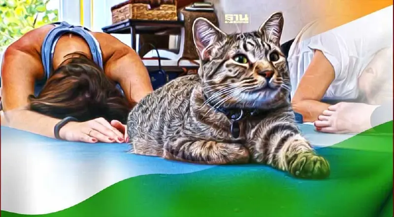 “โยคะแมว” ชาวอินเดียแห่เข้าคลาสโยคะสายเหมียว สร้างกระแสฮิตสะกิดยิ้ม
