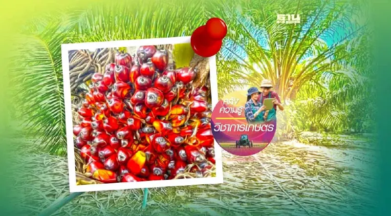 กรมวิชาการเกษตร ถอดบทเรียนจากสวนปาล์มสู่ความ “ยั่งยืน”