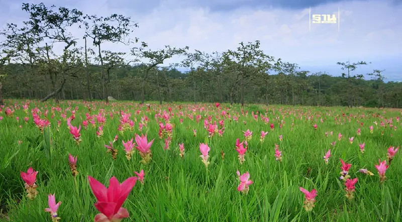 ททท. ชวนสัมผัสทะเลหมอก ชมทุ่งดอกกระเจียวบาน