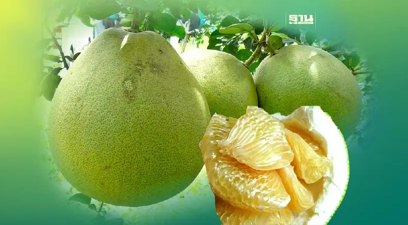 ญี่ปุ่นเปิดรับส้มโอไทยทุกสายพันธุ์จากไทย ในปี 67