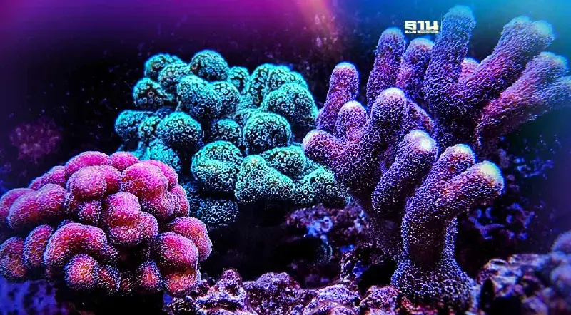 สายดำน้ำ สะดุ้ง! ครม.เคาะกฎหมายคุมหวั่นทำลาย "ปะการัง" โทษถึงคุก สายดำน้ำ สะดุ้ง! ครม.เคาะกฎหมายคุมหวั่นทำลาย "ปะการัง" โทษถึงคุก