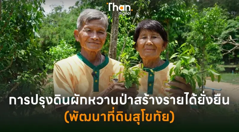การปรุงดินผักหวานป่าสร้างรายได้ยั่งยืน (พัฒนาที่ดินสุโขทัย) การปรุงดินผักหวานป่าสร้างรายได้ยั่งยืน (พัฒนาที่ดินสุโขทัย)