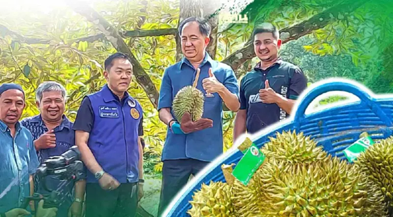 “บาตามัส” ทุเรียนชายแดนใต้ ผลผลิตจากการเรียนรู้ “ศาสตร์พระราชา” “บาตามัส” ทุเรียนชายแดนใต้ ผลผลิตจากการเรียนรู้ “ศาสตร์พระราชา”