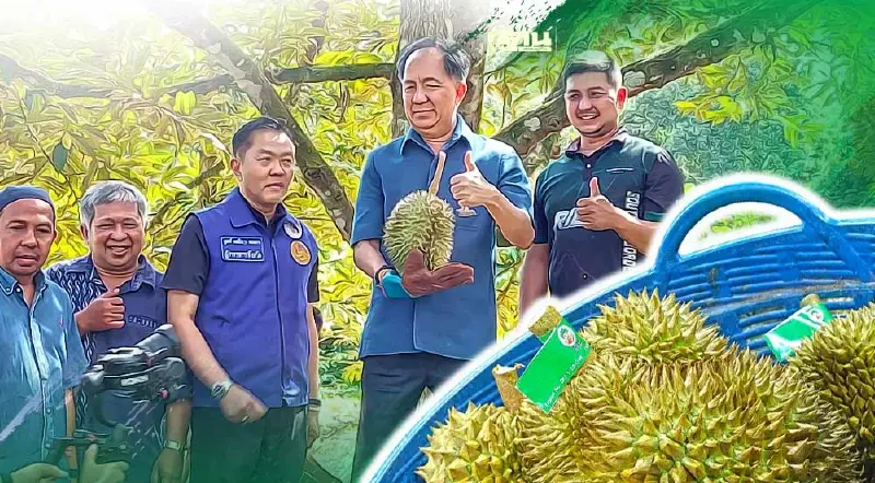 “บาตามัส” ทุเรียนชายแดนใต้ ผลผลิตจากการเรียนรู้ “ศาสตร์พระราชา”