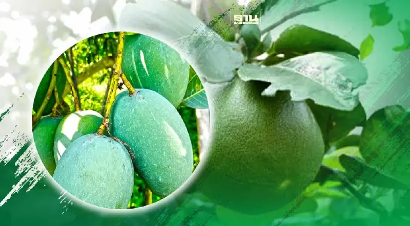 ของดีของถูกมาแล้ว”ส้มโอทองดี-มะม่วงเขียวมรกต”ค้าภายใน ช่วยเกตรกรดันราคา