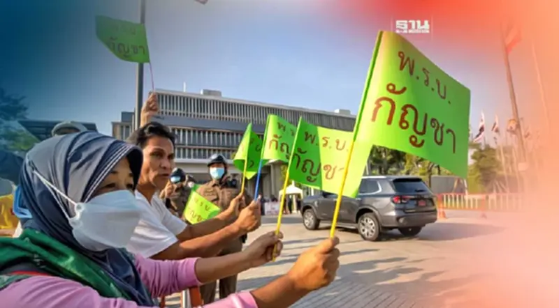 ล่า 10,000 ชื่อประชาชน เสนอสภาฯ คืนชีพ พ.ร.บ.กัญชา ล่า 10,000 ชื่อประชาชน เสนอสภาฯ คืนชีพ พ.ร.บ.กัญชา