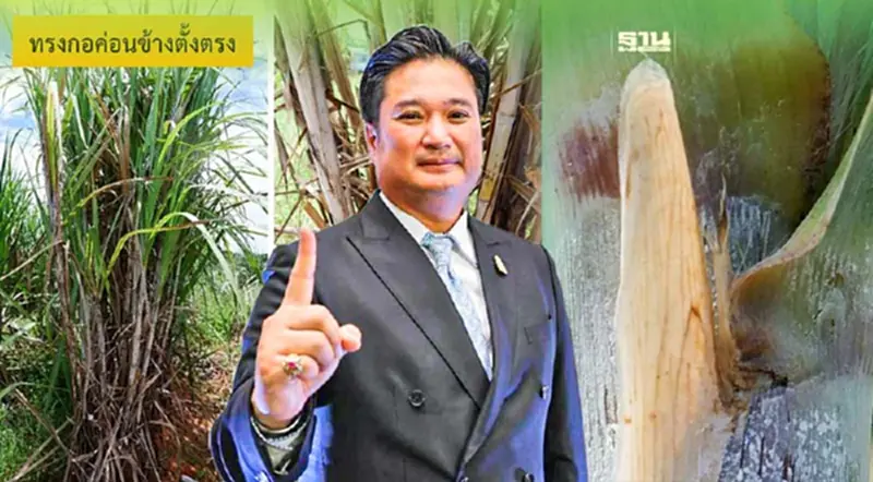 กรมวิชาการเกษตร เปิดตัว“กวก. ขอนแก่น 4” อ้อยพลังงานพันธุ์แรกของไทย กรมวิชาการเกษตร เปิดตัว“กวก. ขอนแก่น 4” อ้อยพลังงานพันธุ์แรกของไทย